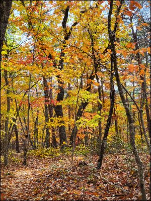 Writing in the Wild (Oct 26, ’24)