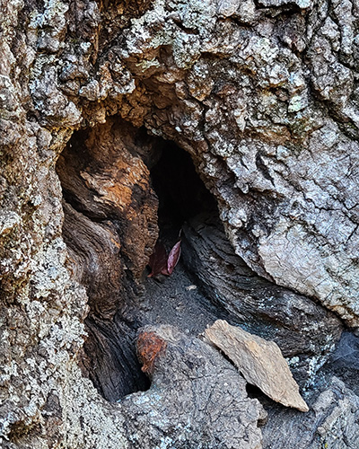 Photo of a hole in the base of a decaying tree stump. The entryway arches in a perfect semi-circle. The forest floor meanders inside, splits into two corridors, and recedes into shadow.